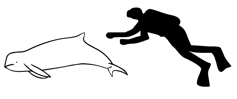Orcaella heinsohni size