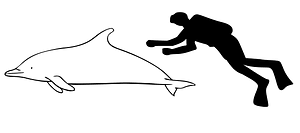 Delphinus tropicalis size