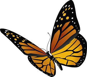 Danaus plexippus