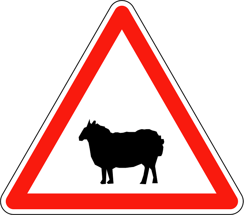 Sheep