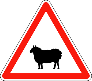 Sheep