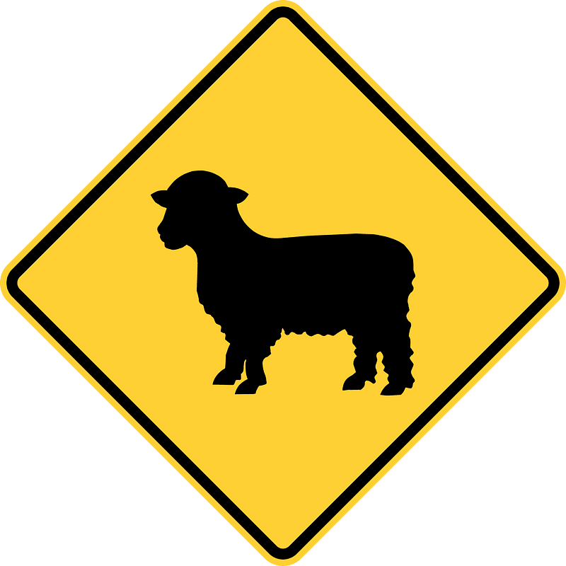 Sheep crossing