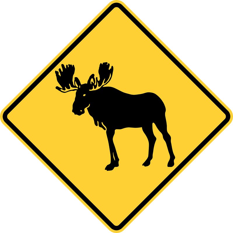 Moose crossing