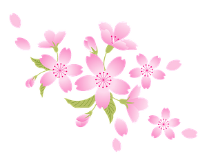 Cherry Blossoms