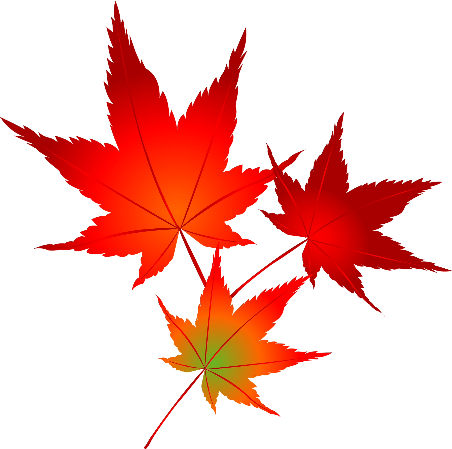 Autumn maple outlet leaf