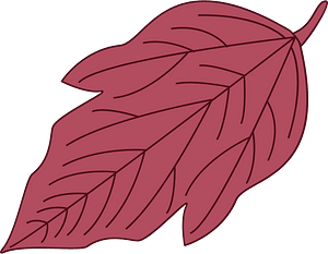 Red leaf 