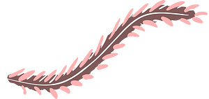 Tiny plumelet 
