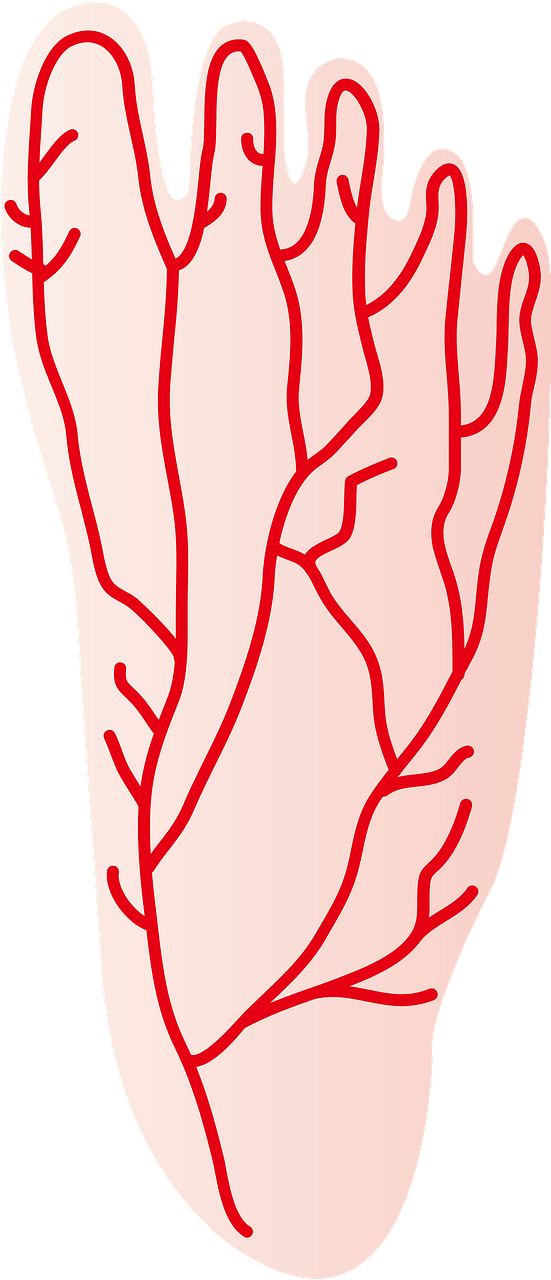 Blood Vessels in the Human Foot