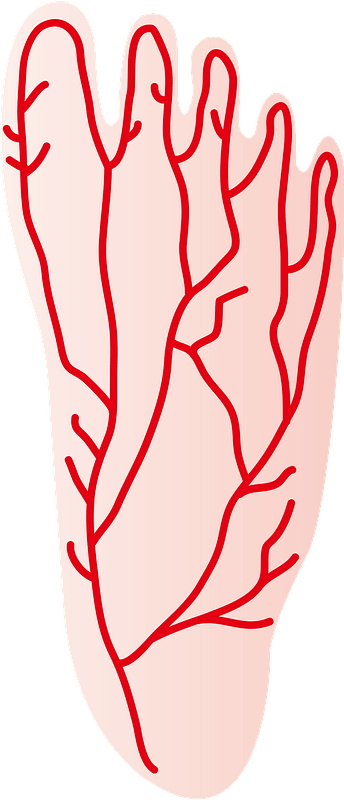 Blood Vessels in the Human Foot