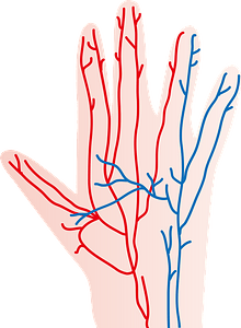Blood Vessels in the Human Hand