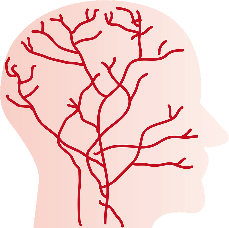 Blood Vessels in the Human Head