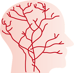 Blood Vessels in the Human Head