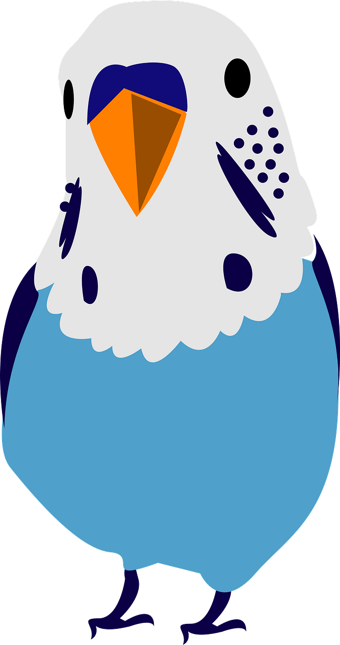 Blue Budgerigar - Blue Parrot