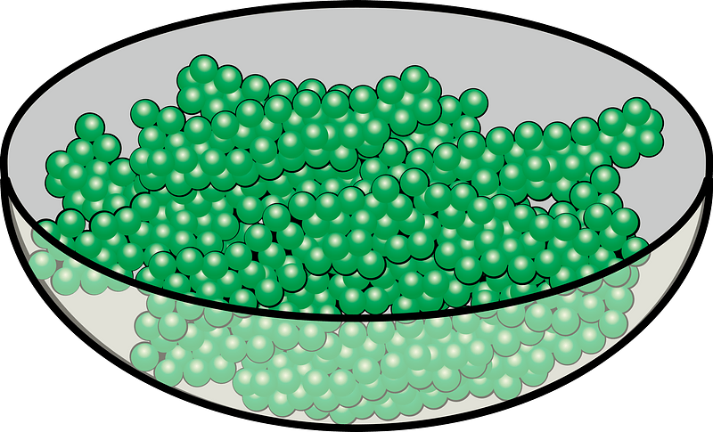 Caulerpa Lentillifera algae - Edible Seaweed
