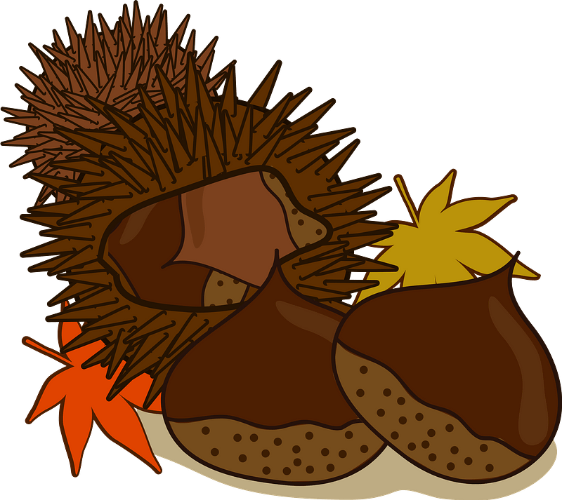 Chestnut Maple Autumn