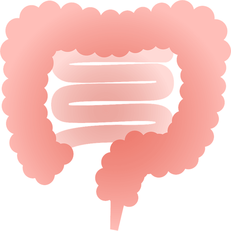 Gastrointestinal Tract