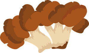 Hen of the Woods Mushroom