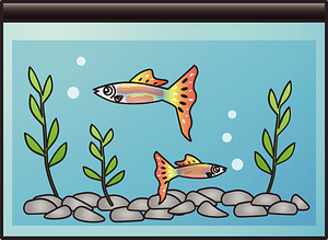 Home Aquarium
