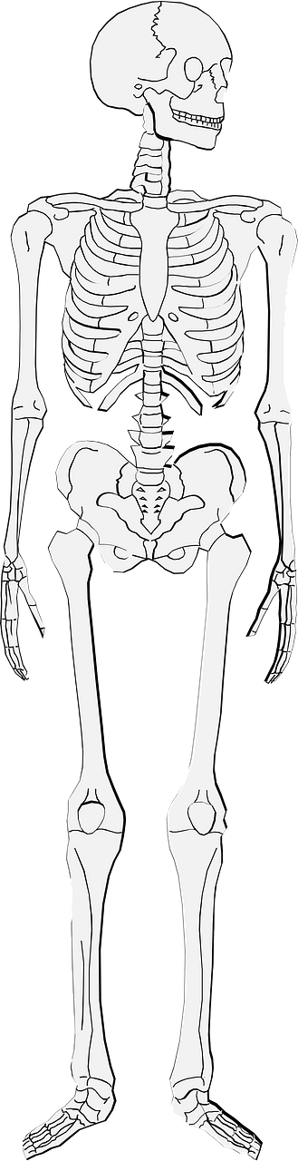 Human Skeleton