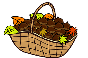 Japanese Chestnuts are in a Basket