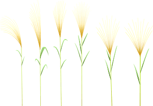 Japanese Susuki Grass