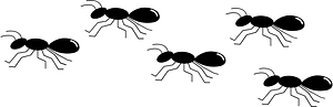 Line of Ants