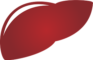 Liver Organ