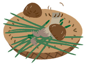Matsutake Mushroom