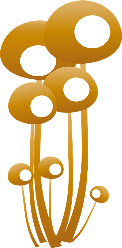 Pholiota Nameko Mushroom