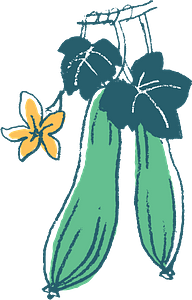 Sponge Gourd Egyptian Cucumber