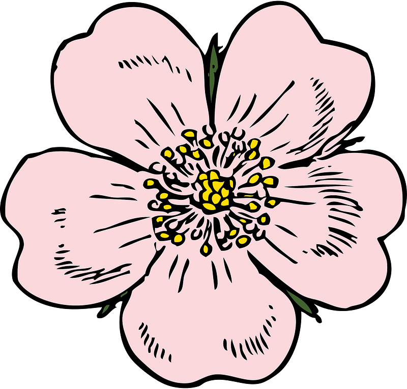 Wild Rose