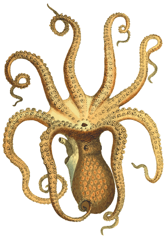 Vintage Octopus