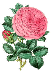 Vintage Rose Illustration 2