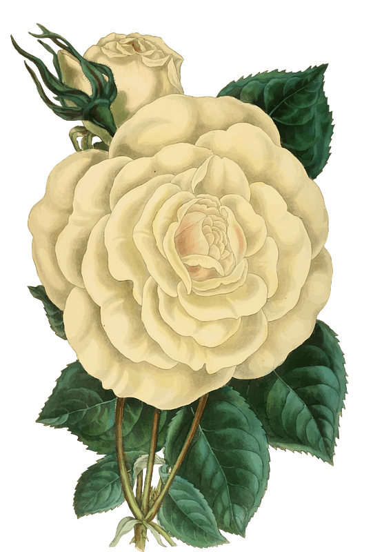 Vintage Rose Illustration