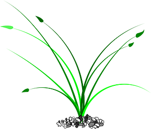 Grass, Patch of Grass