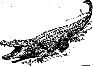 Alligator