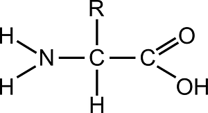 Amino Acid (General)