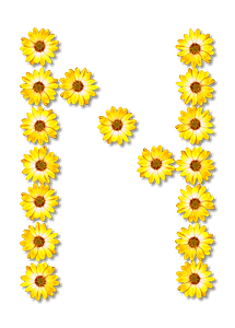 Flower Typography N