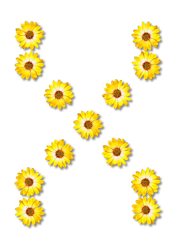 Flower Typography X