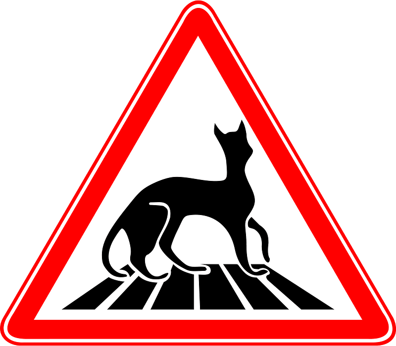 Carefully - Cats!