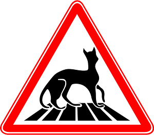 Carefully - Cats!