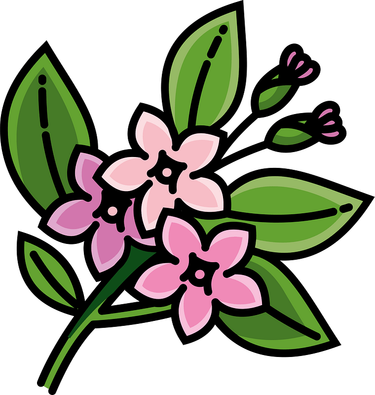 Jasmine