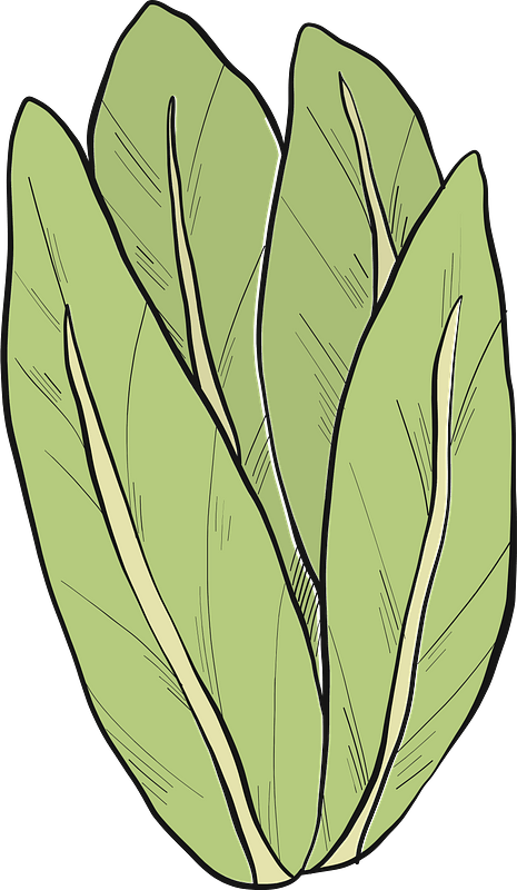 Selada