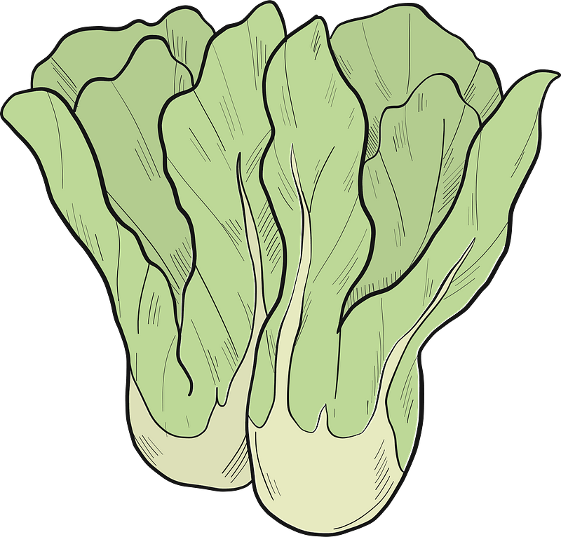Lettuce