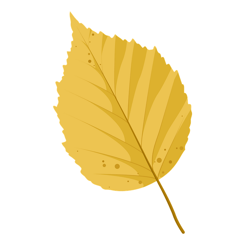 Paper birch autumn leaf