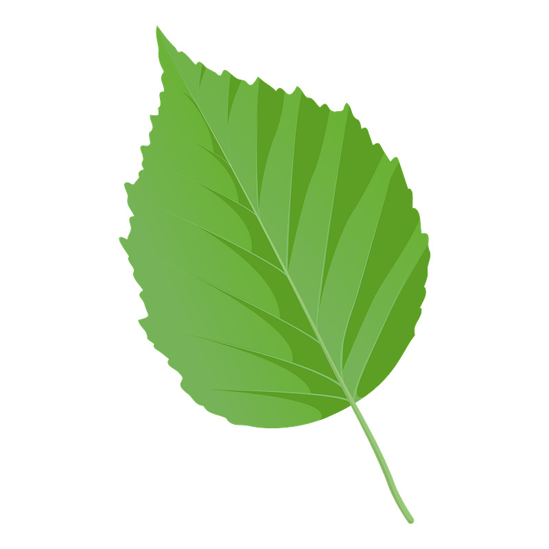 Paper birch spring leaf