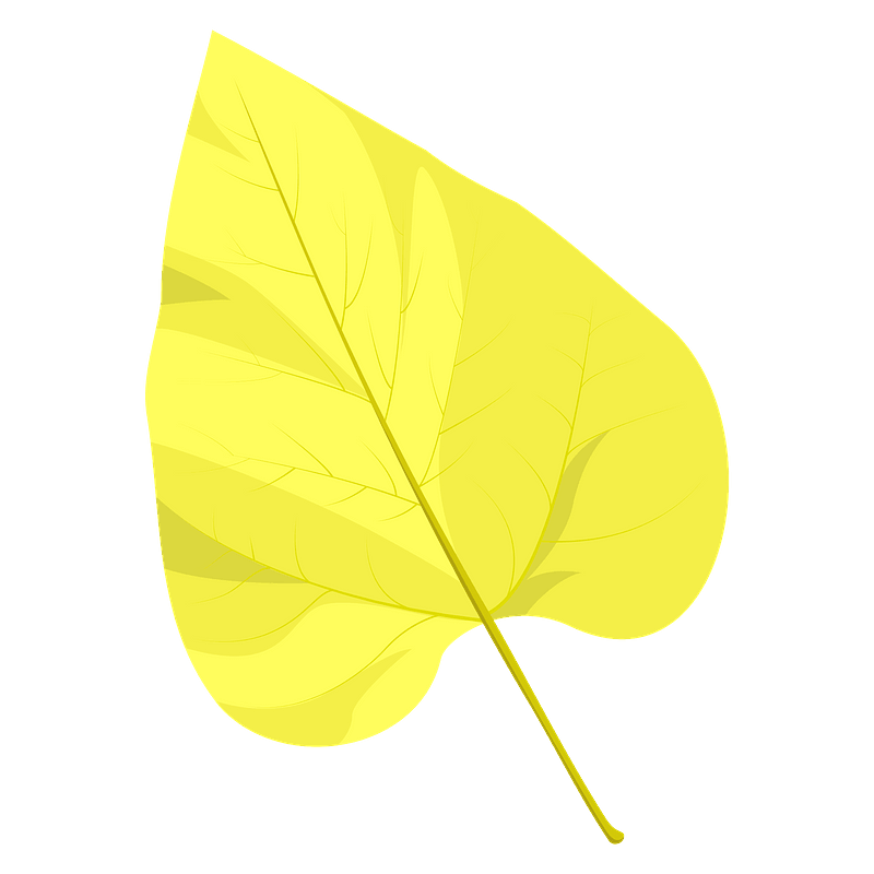 Northern catalpa autumn leaf