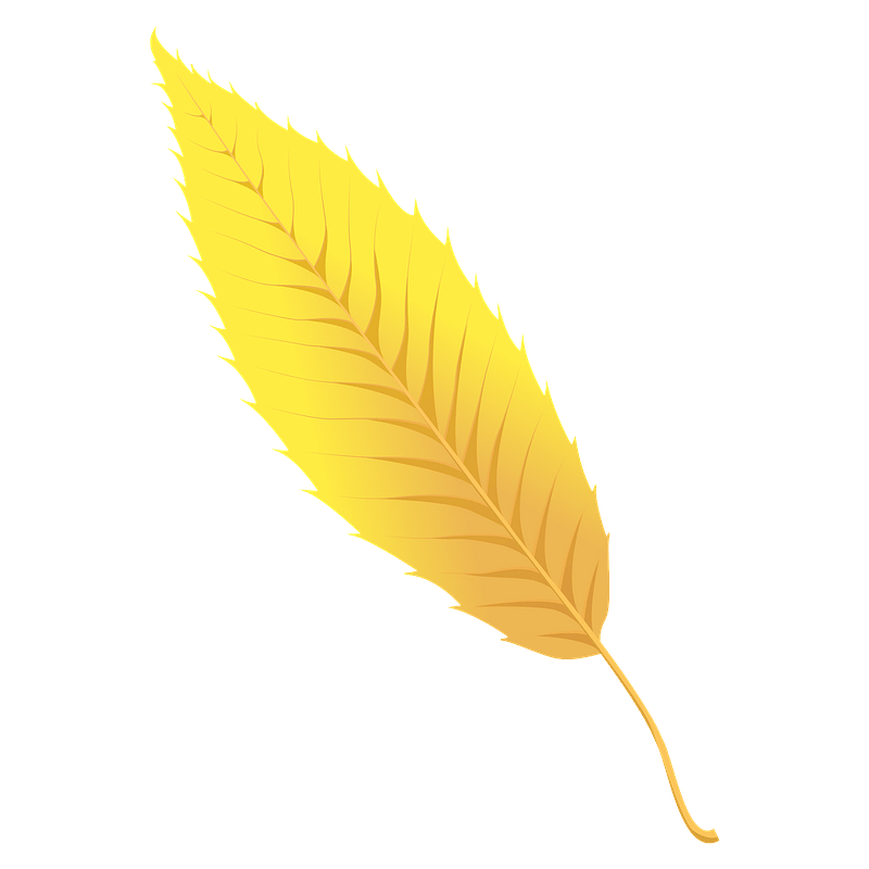 Sawtooth oak autumn leaf