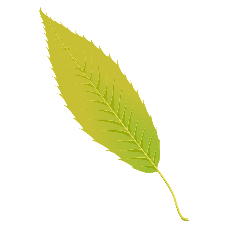 Sawtooth oak summer leaf