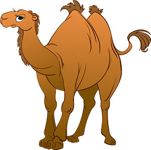 Bactrian camel